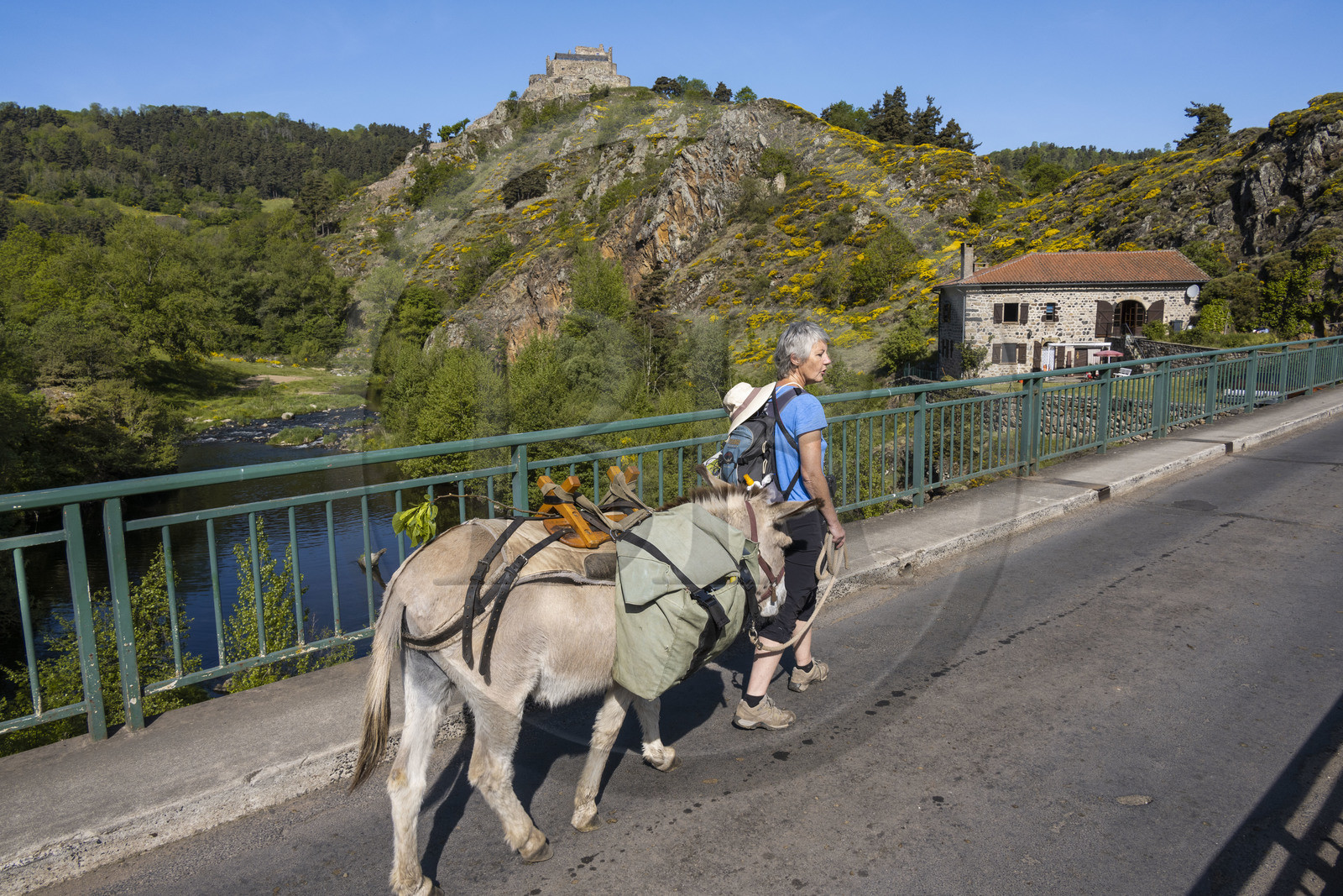France, Haute-Loire (43), Goudet, Beaufort castle built around 1200 overlooks the Loire Valley, hiking with a donkey on the Robert Louis Stevenson Trail (GR 70)