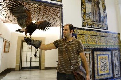 Espagne, Andalousie, Séville, Musée des beaux-arts, buse de Harris (Parabuteo unicinctus) utilisé pour chasser les pigeons indésirables