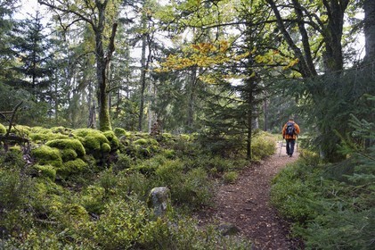 France, Haut-Rhin (68), Thannenkirch, randonnée dans le massif du Taennchel, le long du mur dit païen et datant probablement de l'époque médiévale
