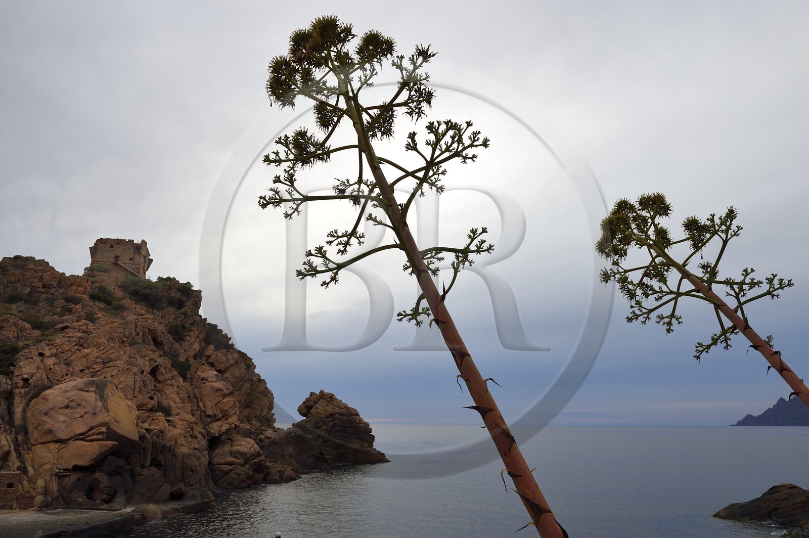 France, Corse-du-Sud (2A), Golfe de Porto, classé Patrimoine Mondial de l'UNESCO, la tour génoise au-dessus de la passe du port de la marine de Porto