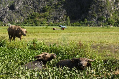 Vietnam, Ninh Binh province, rice harvest mechanized and buffaloes