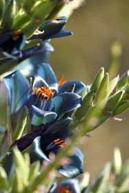 France, Var, Le Rayol Canadel sur Mer, Domaine du Rayol, Conservatoire du Littoral Estate compulsory mention, Jardin des Mediterranees designed by landscaper Gilles Clément, High altitude Chile garden, Pouya berteroniana