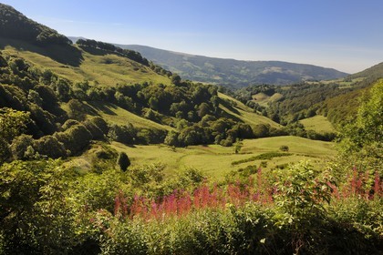 France, Cantal (15), monts du Cantal, Parc Naturel Régional des Volcans d' Auvergne, la vallée de la Jordanne vers Mandaille-Saint-Julien