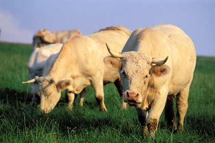 France, Hautes-Pyrénées (65), vaches charolaises dans un pré de Mauvezin