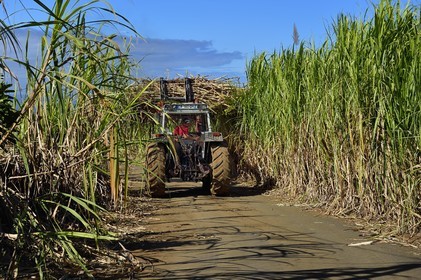 France, Ile de la Reunion, Petite-Ile,