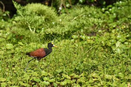 Nicaragua, Ile d'Ometepe réserve mondiale de Biosphère sur le lac Nicaragua, marais le long du Rio Istian, Jacana du Mexique (Jacana spinosa)