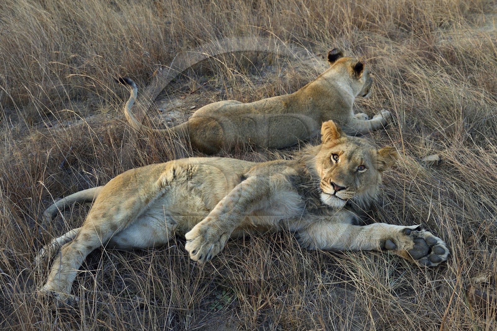 Zimbabwe, Midlands Province, Gweru, Antelope Park home to ALERT (African Lion and Environmental Research Trust), young lion and lioness (panthera leo)