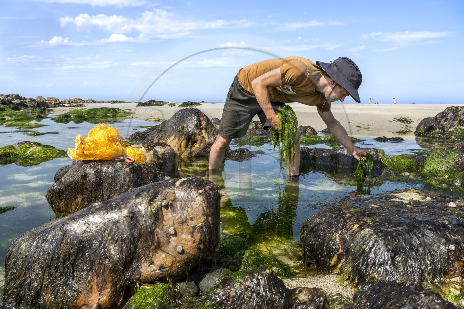 France, Finistère (29), Pays Bigouden, Baie d'Audierne, Plozévet, Lenny Gouedic co créateur de Begood Alg, récolte à pied d'algues sauvages alimentaires (Ao Nori) sur la plage à marée basse