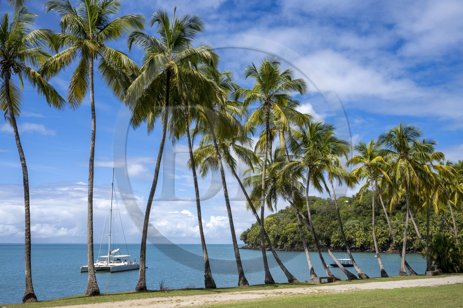 France, French Guiana, Kourou, Salvation Islands (Iles du Salut), Royal island, coconut palm-lined avenue at the landing stage
