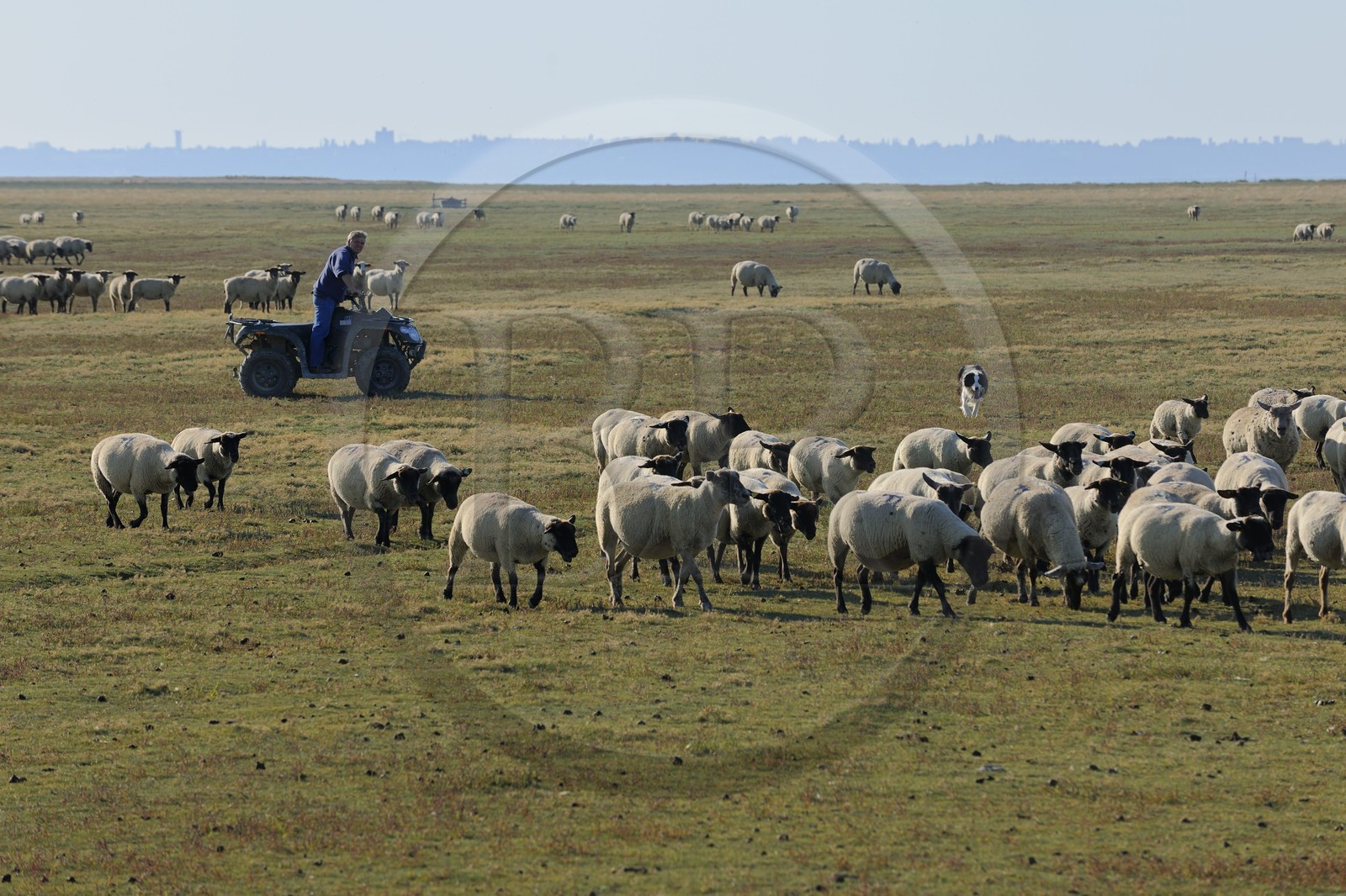 France, Ille-et-Vilaine (35), les herbus ou prés salés du Mont-Saint-Michel, l'éleveur de moutons de près salés Yannick Frain