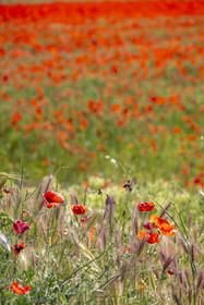 France, Bouches-du-Rhône (13), Mallemort, champ de coquelicots