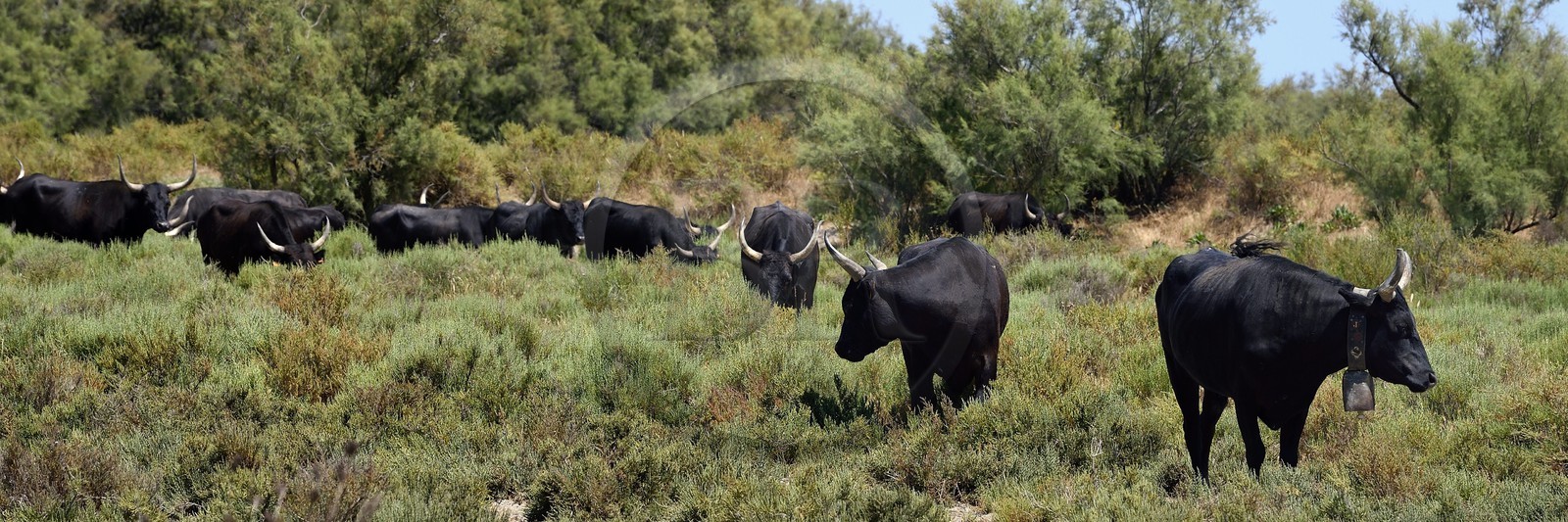 France, Bouches du Rhone, Parc naturel regional de Camargue (Regional Natural Park of Camargue), Vaccares pond, Camargue bulls called Raco di Biou