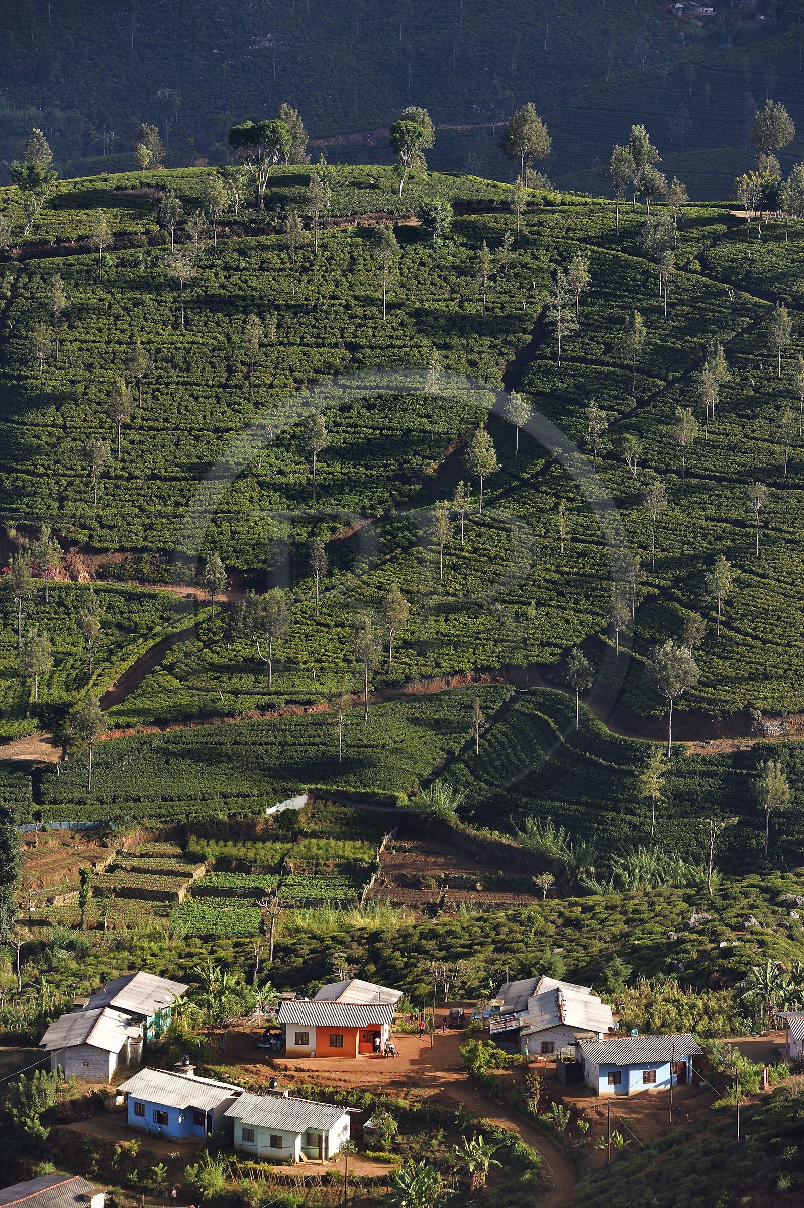 Sri Lanka, Province d'Uva, Haputale, plantation de thé et maisons des ouvriers de ces plantations sur les collines au nord de la ville