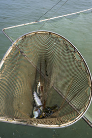 France, Loire-Atlantique (44), Estuaire de la Loire, Saint-Nazaire, plage de Trébézy, cabanes de pêche traditionnelle au carrelet, on récupère les poissons dans un deuxième filet plus petit, poignée d’éperlans
