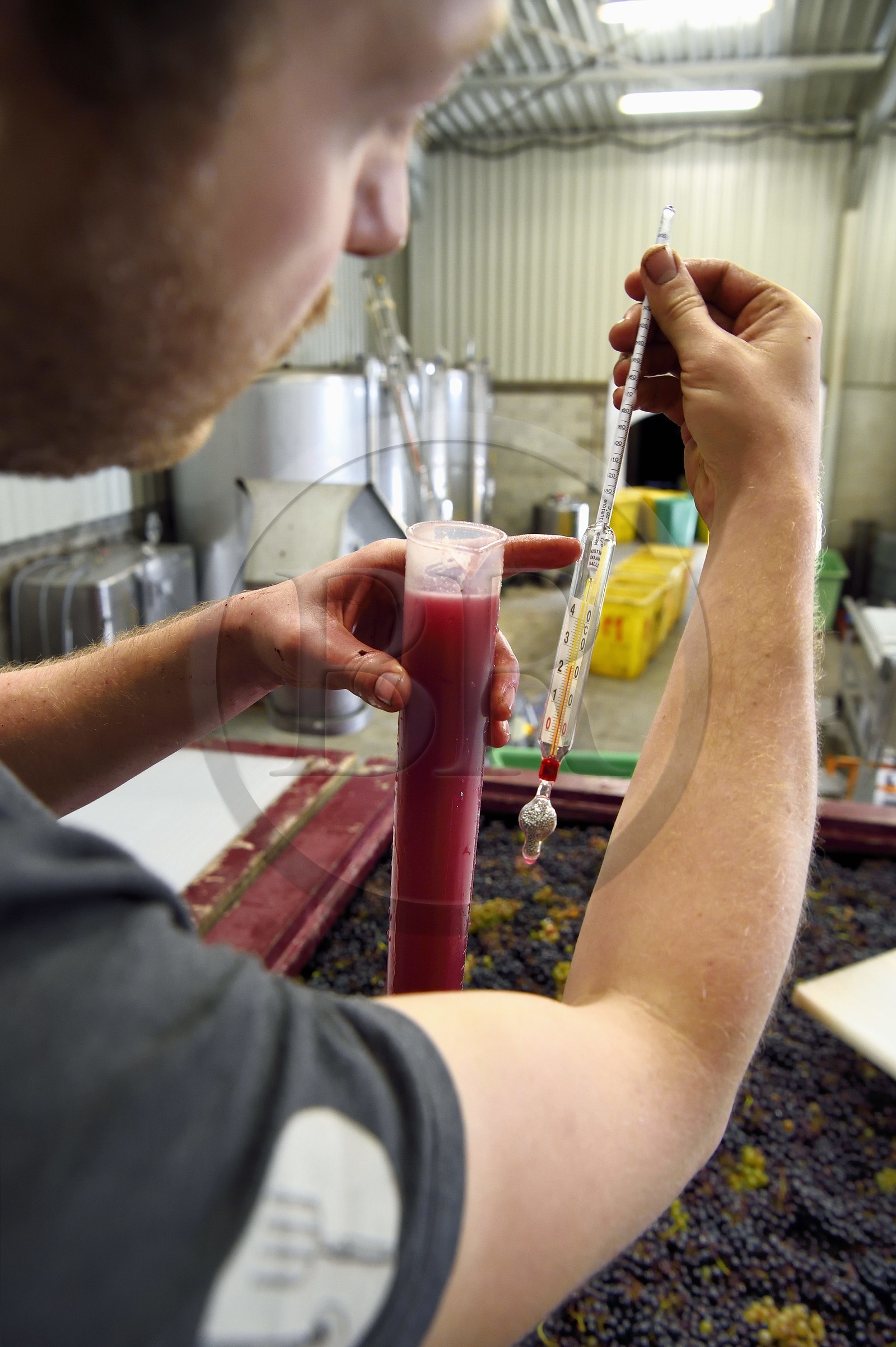 France, Haut-Rhin (68), Route des vins d'Alsace, Bergheim, Domaine viticole Marcel Deiss, fermentation du raisin dans une grande cuve, mustimètre, densimètre utilisé par les viticulteurs pour évaluer le taux d'alcool probable de leur vin