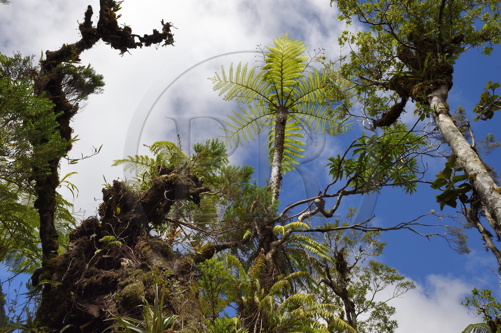 France, Ile de la Reunion, Saint Benoit, Parc national de La Reunion, classé Patrimoine Mondial de l'UNESCO, foret de Bébour, fougères arborescentes sur le sentier de Bras Cabot