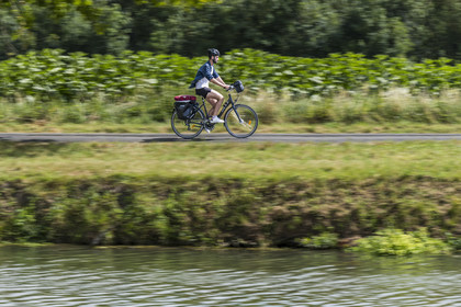 France, Deux-Sèvres (79), le Marais Poitevin, la Venise Verte, Le Mazeau, randonnée à bicyclette le long de la Sèvre Niortaise sur la voie cyclable de la Vélo Francette