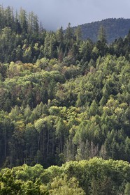 France, Haut-Rhin (68), Parc naturel régional des ballons des Vosges, Fellering, montagne de La Tête des Perches, forêt de hêtraie-sapinière