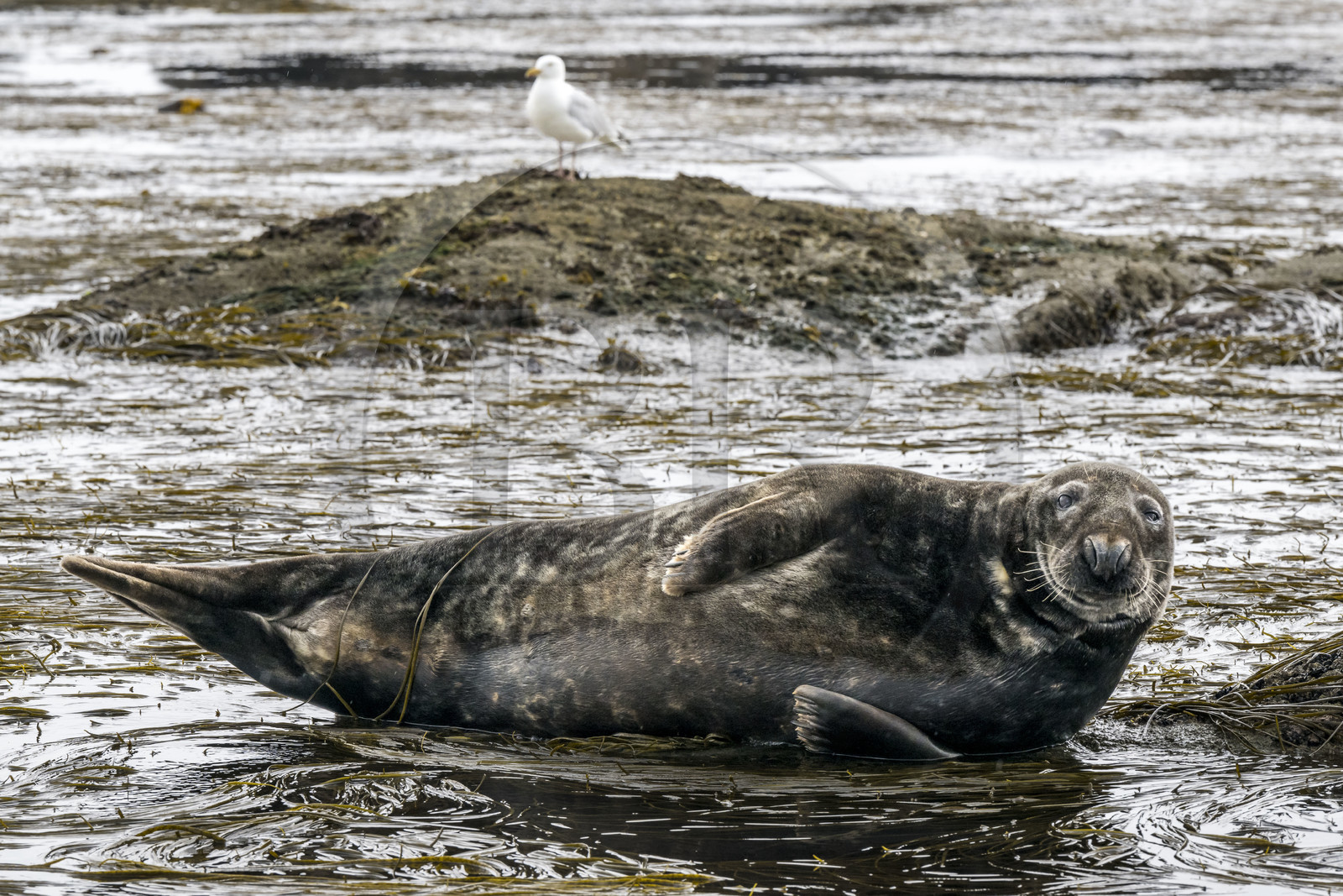 France, Finistère, Penmarch, Étocs archipelago, gray seal (halichoerus grypus)