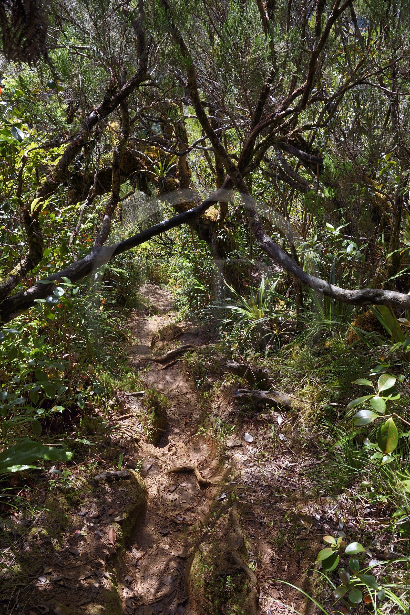 France, Ile de la Reunion, Parc National de la Réunion classé Patrimoine Mondial de l'UNESCO, La Plaine des Palmistes, forêt de Bébour, sentier boueux de randonnée Bras Cabot