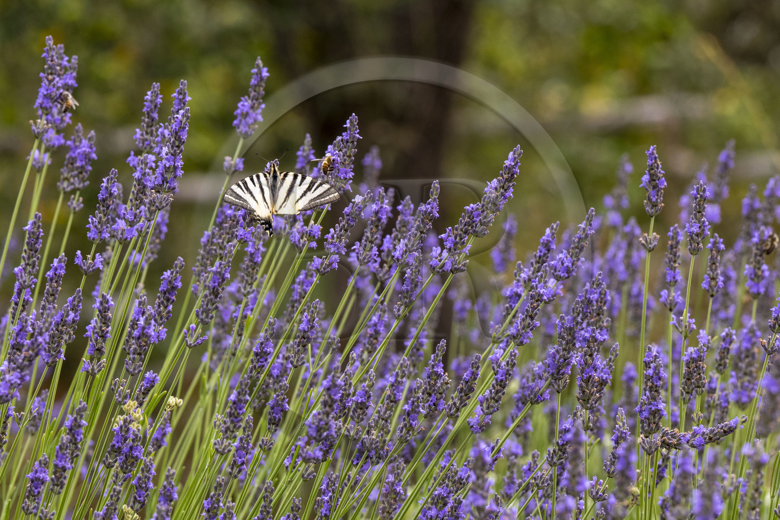 France, Alpes-Maritimes, Mouans-Sartoux, Gardens of the International Museum of Perfumery (Musée International de la Parfumerie - MIP), scarce swallowtail (Iphiclides podalirius) butterfly on a sprig of blooming lavender