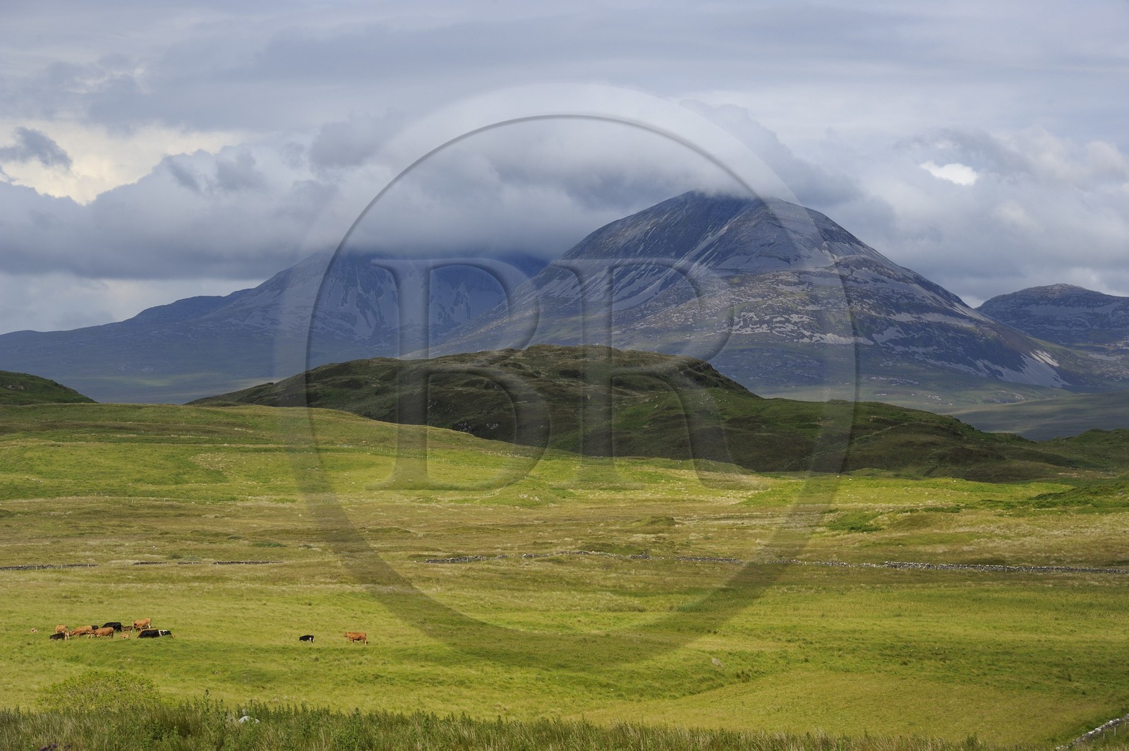Royaume-Uni, Ecosse, Hébrides intérieures, Ile de Islay, vaches au paturage dans les prairies du Nord-Est de l'île et les montagnes de l'île de Jura en arrière plan