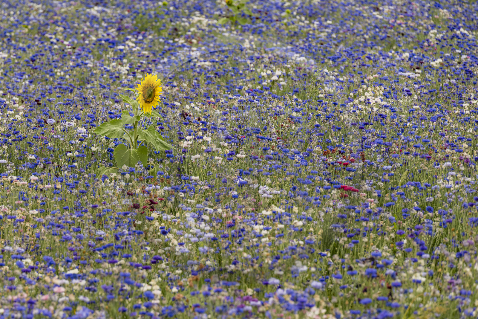 France, Maine-et-Loire (49), vallée de la Loire classée au Patrimoine Mondial par l'UNESCO, Saumur, champ de bleuets (Cyanus segetum) et tournesol