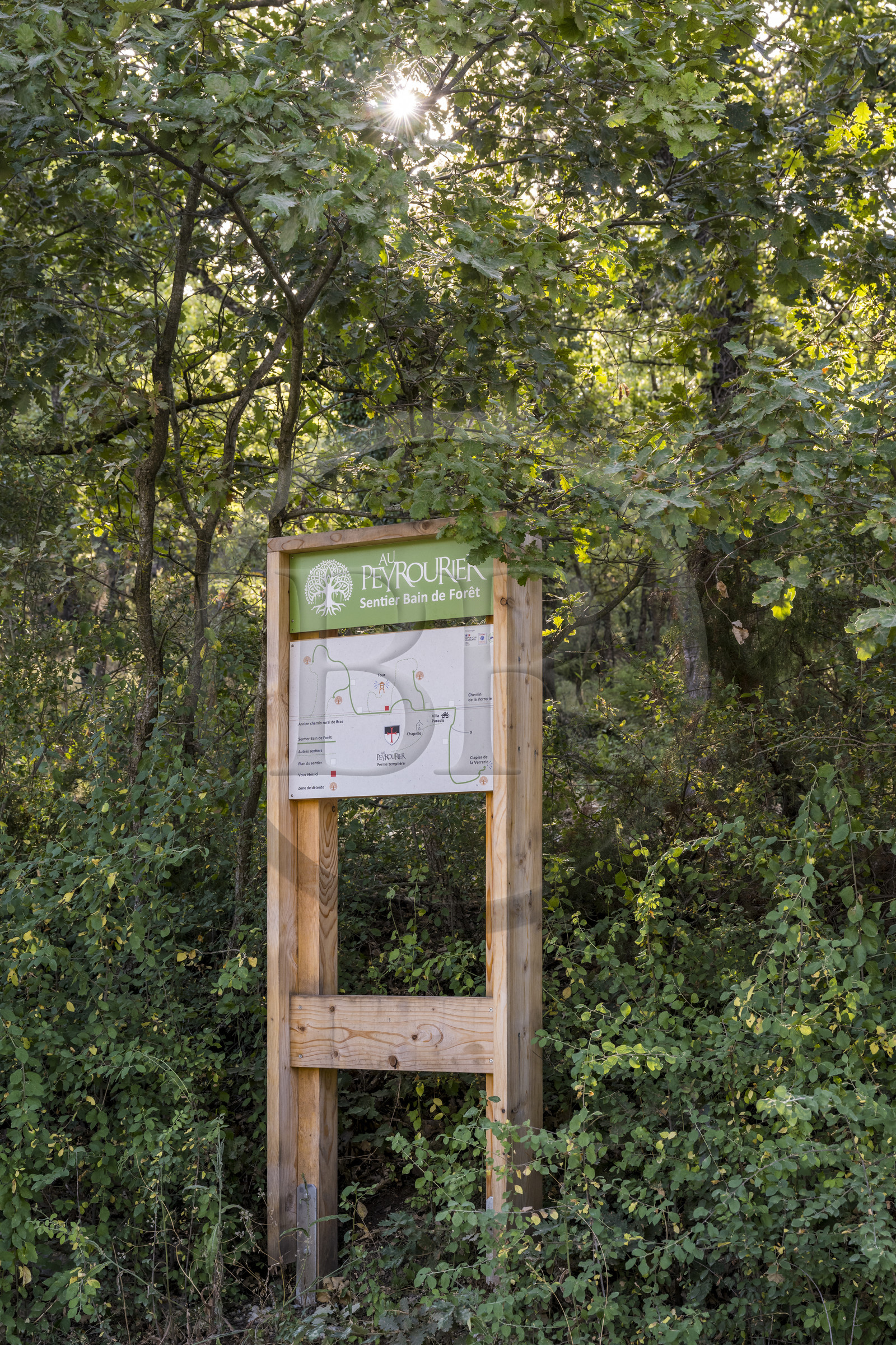France, Var (83), Provence Verte, Bras, Académie du Bain de Forêt Provençale, forêt du domaine Le Peyrourier - une campagne en Provence
