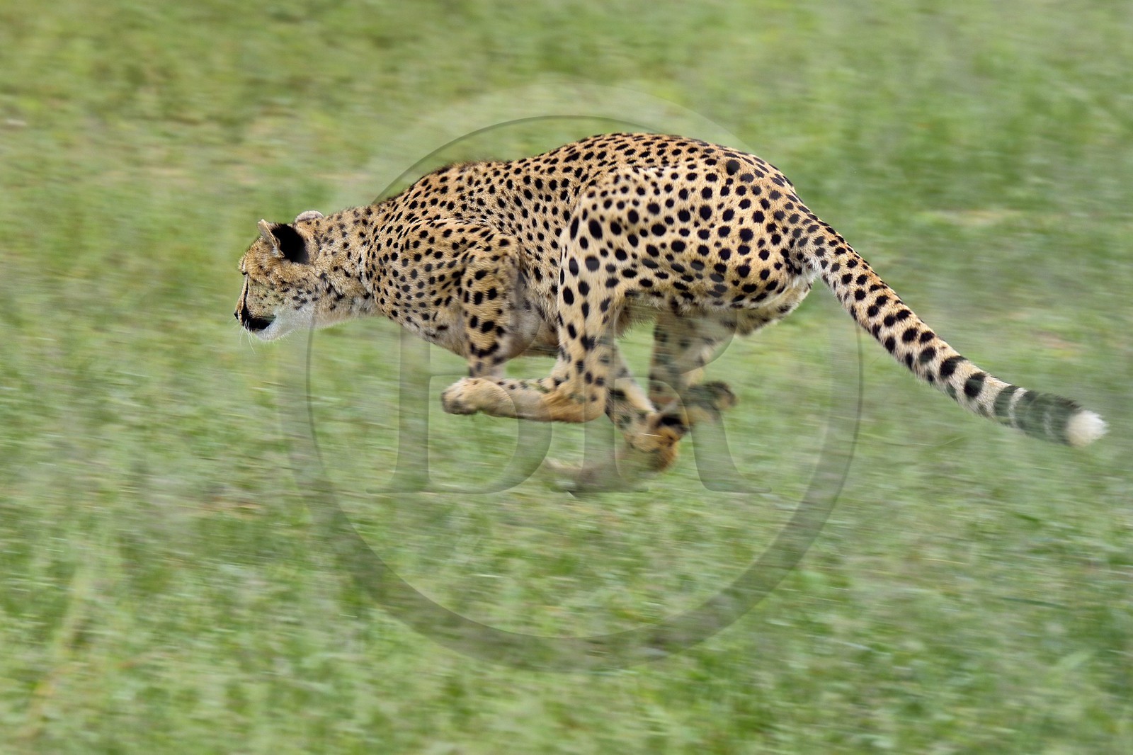 Namibie, Otjiwarongo, Cheetah Conservation Fund, centre de recherche et d'éducation, guépard (Acinonyx jubatus) entrainé à courir pour rester en forme et sain