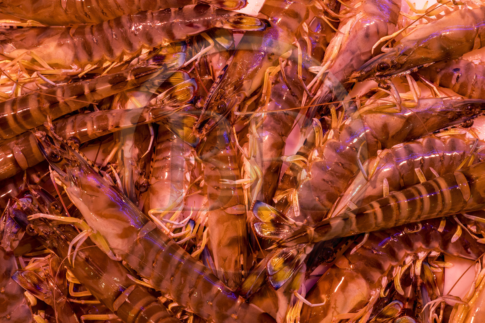 France, Charente-Maritime (17), Royan, marché central (1955) des architectes Louis Simon et André Morisseau, étal de poissonnier, gambas royales