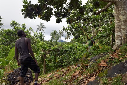 France, Ile de Mayotte, Grande-Terre, Ouangani, Jaquier (Artocarpus heterophyllus)