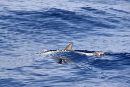 France, Alpes-Maritimes (06), Saint-Jean-Cap-Ferrat, sanctuaire Pelagos pour la protection des mammifères marins, dauphins bleu et blanc (Stenella coeruleoalba)