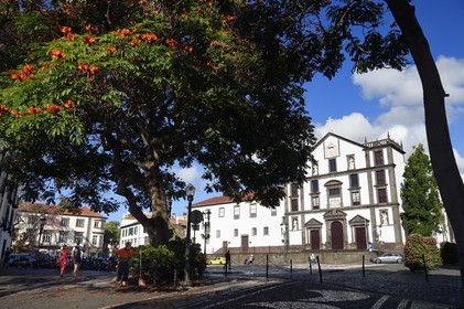 Portugal, Ile de Madère, Funchal, praca do municipio, église Saint-Jean-l'Evangéliste (Igreja de Sao Joao Evangelista) ou église du Collège des Jésuites et tulipier du Gabon