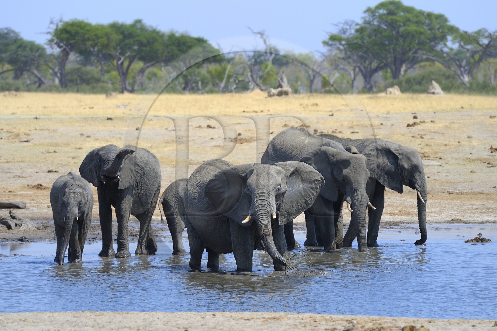 Zimbabwe, province de Matabeleland septentrional, parc national Hwange, éléphants sauvages d'Afrique (Loxodonta africana) autour d'un point d'eau