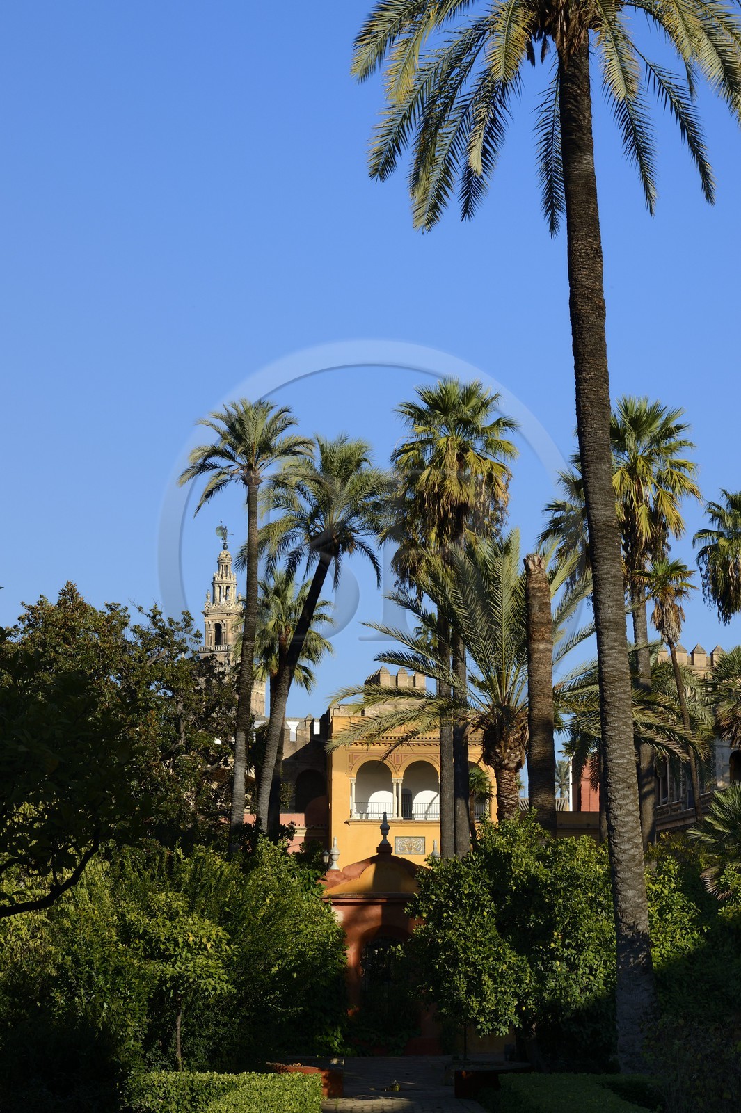 Espagne, Andalousie, Séville, Alcazar de Séville (Reales Alcazares de Sevilla), classé Patrimoine Mondial de l'UNESCO, les jardins et le Palacio Gotico