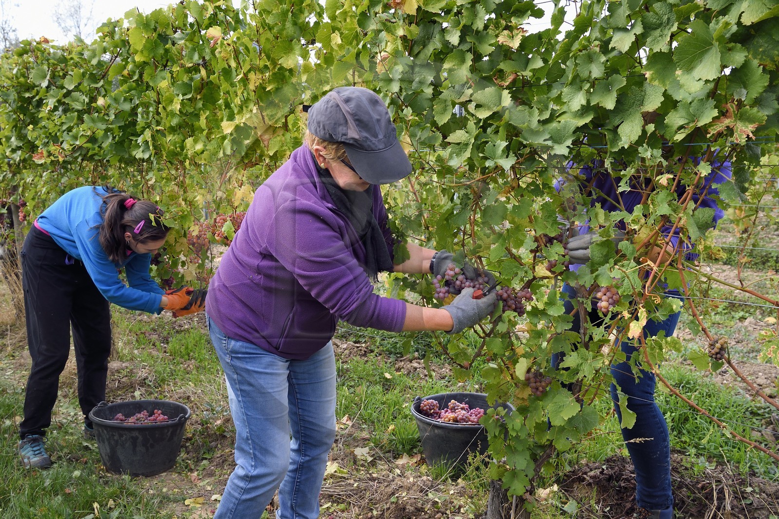 France, Bas-Rhin (67), Route des vins d'Alsace, Nothalten, vendanges sur une parcelle de gewurztraminer du Domaine viticole Philippe Sohler à Epfig