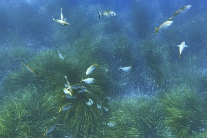 France, Var, Le Rayol Canadel sur Mer, Domaine du Rayol, Jardin des Mediterranees, Conservatoire du Littoral Estate compulsory mention, the marine path, Posidonia herbarium and saupes bank