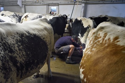 France, Haut-Rhin (68), Kruth, ferme auberge marcaire du Schafert, Florian Sifferlen faisant la traite des vaches vosgiennes
