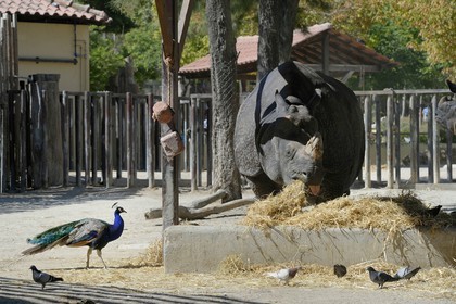 Portugal, Lisbonne, Jardin zoologique, Rhinocéros indien(Rhinoceros unicornis)