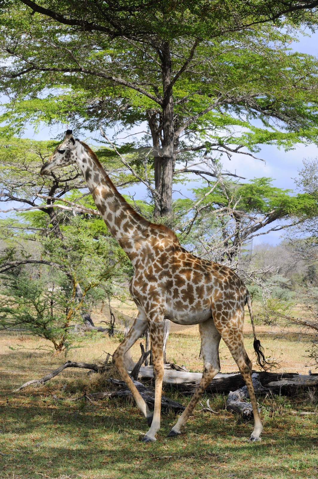 Tanzania, Selous Game Reserve is one of the largest fauna reserves of the world and designated a UNESCO World Heritage Site in 1982, giraffe (Giraffa camelopardalis)