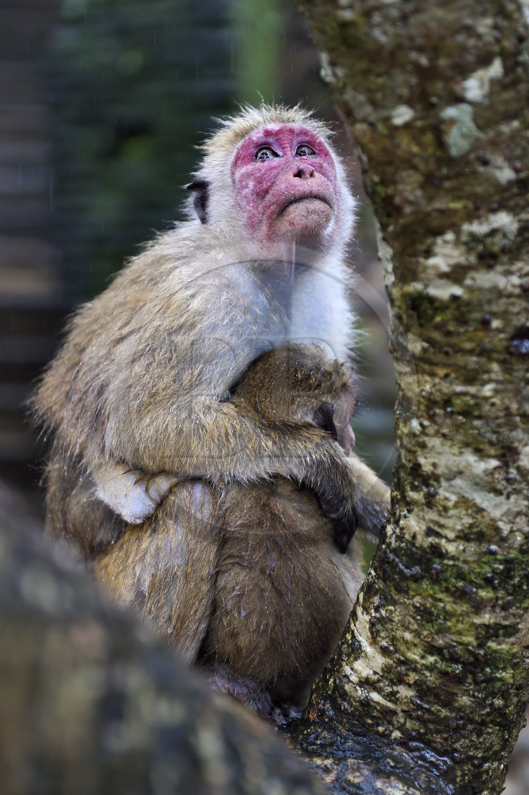 Sri Lanka, province du Centre-Nord, Polonnaruwa, Toque macaques (Macaca sinica), mère et son enfant