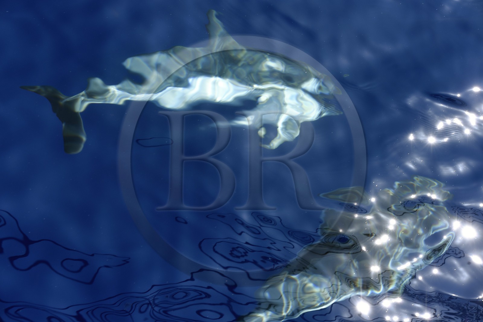 France, Alpes-Maritimes (06), Saint-Jean-Cap-Ferrat, sanctuaire Pelagos pour la protection des mammifères marins, dauphins bleu et blanc (Stenella coeruleoalba)