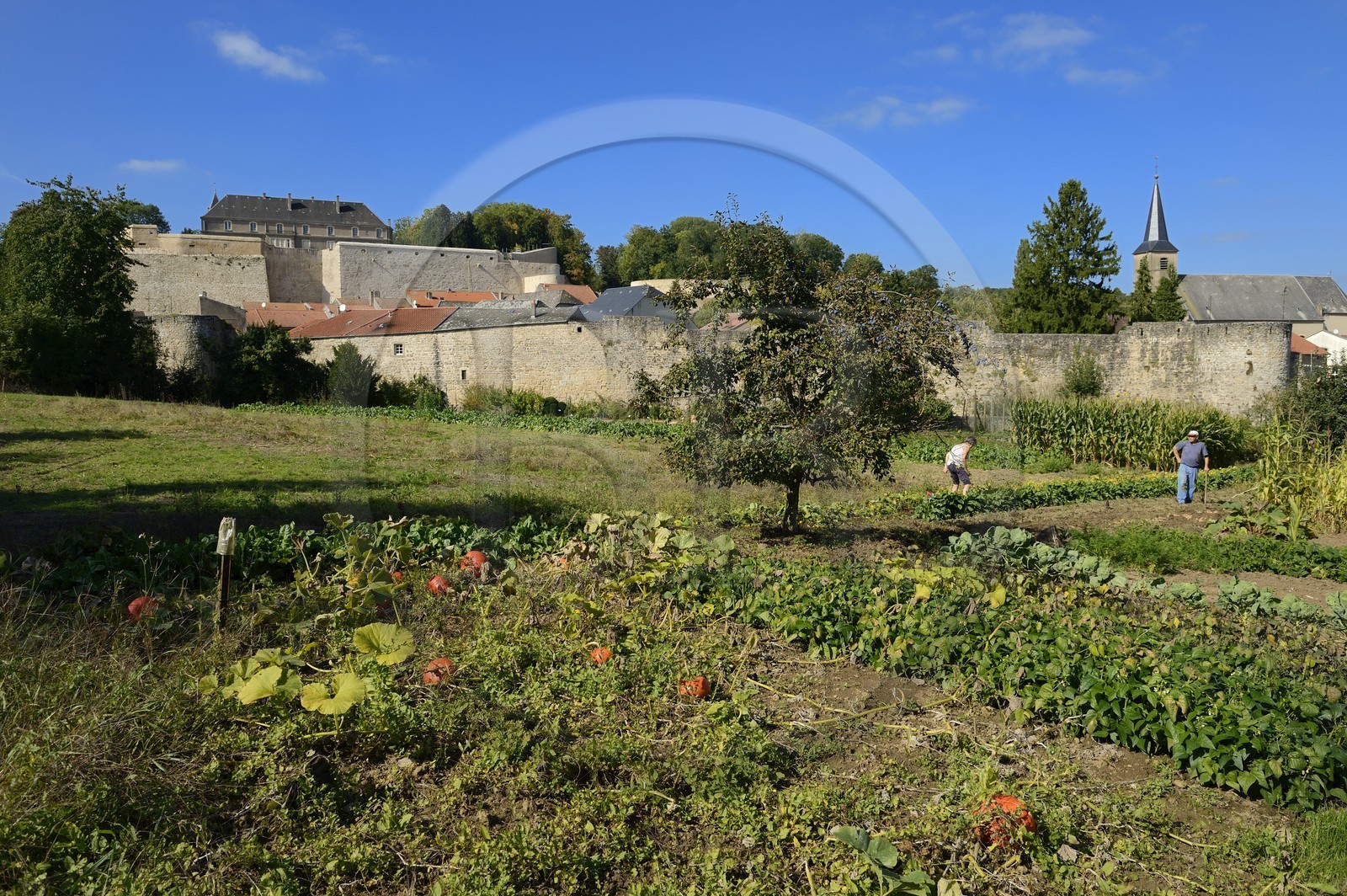 France, Moselle (57), Rodemack, labellisé Les Plus Beaux Villages de France, couple cultivant son jardin à l'extérieur des remparts, les vestiges du chateau en arrière plan