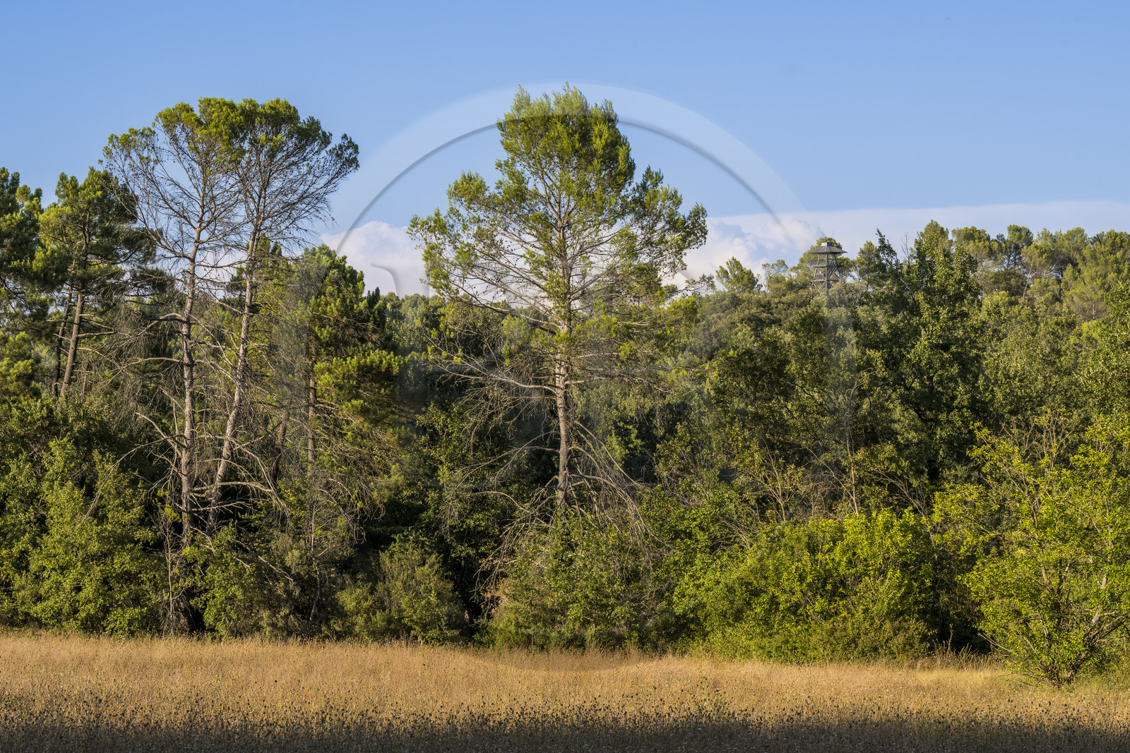 France, Var (83), Provence Verte, Bras, Académie du Bain de Forêt Provençale, forêt du domaine Le Peyrourier - une campagne en Provence