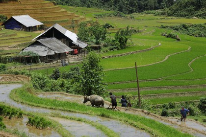 Vietnam, province de Lao Cai, région de Sapa, vallée de Ta Phin, culture de rizières en terrasses par la minorité Hmong Noir