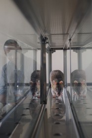 Tanzanie, université de Morogoro, centre de recherche Apopo de technologie de détection par les rats de mines anti-personnel, entrainement pour utiliser les rats renifleurs pour détecter le TNT ou  la tuberculose