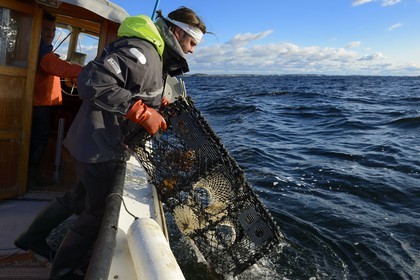 Sweden, Västra Götaland, Koster Islands, out to sea to retrieve lobster traps