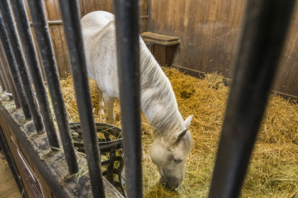 France, Oise (60), Chantilly, le chateau de Chantilly, les Grandes Ecuries, musée du Cheval, les deux nefs accueillent des stalles pour les chevaux