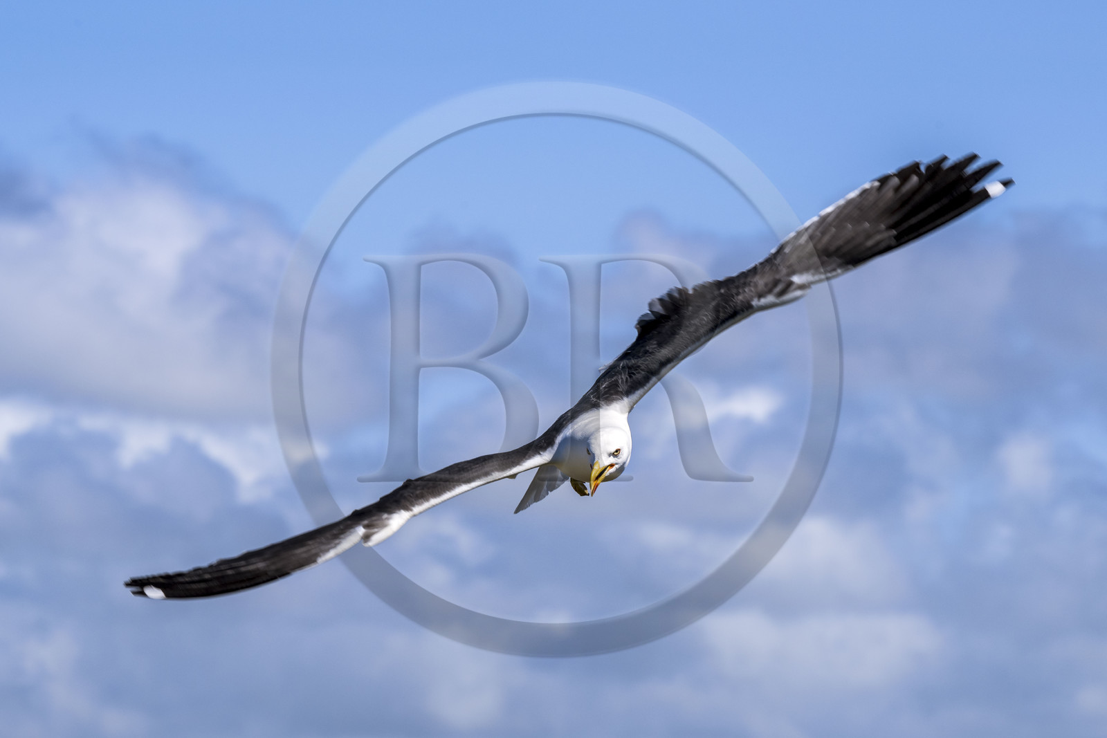 France, Finistère (29), Pays des Abers, Ile Vierge dans l'archipel de Lilia, goéland
