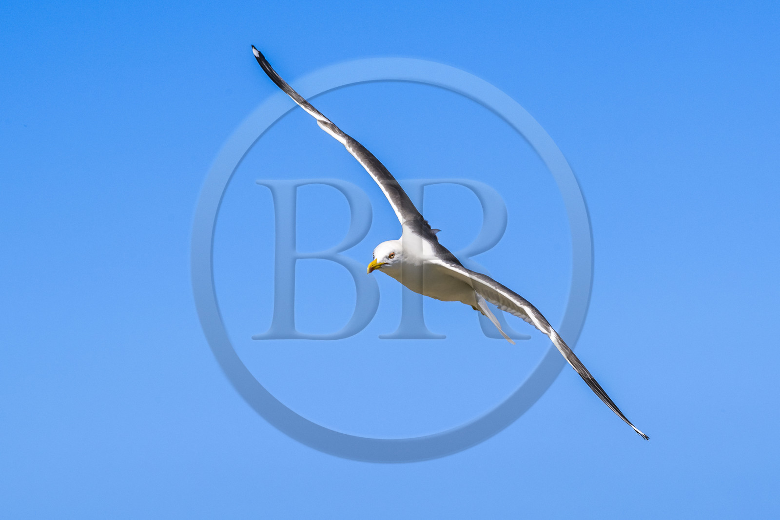 France, Finistère (29), Pays des Abers, Ile Vierge dans l'archipel de Lilia, goéland